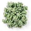 Green Leaf Packing Peanuts MagicWater Supply Compostable AntiStatic-0