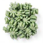 Green Leaf Packing Peanuts MagicWater Supply Compostable AntiStatic-0